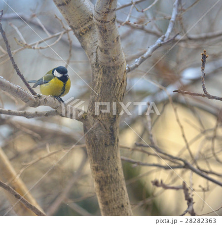 great tit on tree brunch great tit on tree brunch 28282363