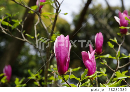 モクレン モクレン 28282586