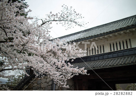 松本城の桜_01 28282882