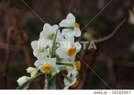 水仙の花：大阪府枚方市天の川河川敷 28282907