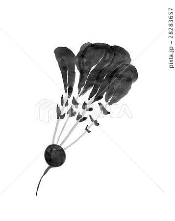 ラディッシュ やさい 水墨画のイラスト素材 28283657 Pixta