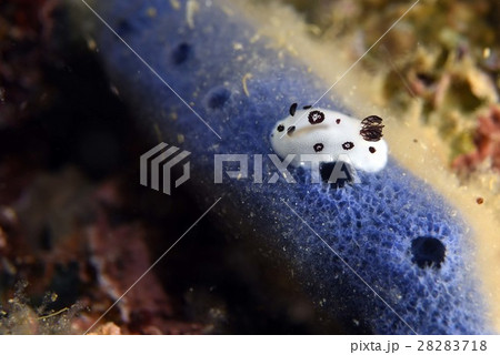 ブチウミウシ ブチウミウシ 28283718