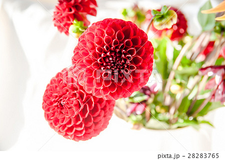 花瓶に入った赤いダリアの花の写真素材 2765