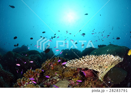 ハナゴイ 28283791