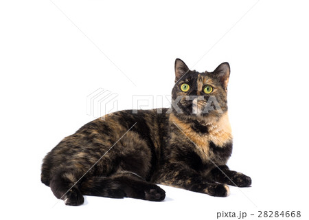 Tortoiseshell cat on a white background 28284668