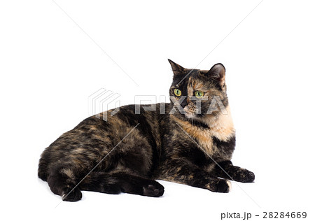 Tortoiseshell cat on a white background Tortoiseshell cat on a white background 28284669