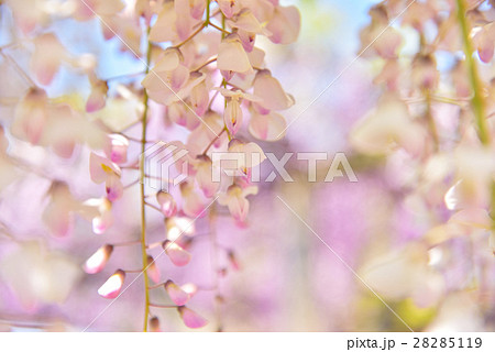 ピンク色の藤の花 ピンク色の藤の花 28285119