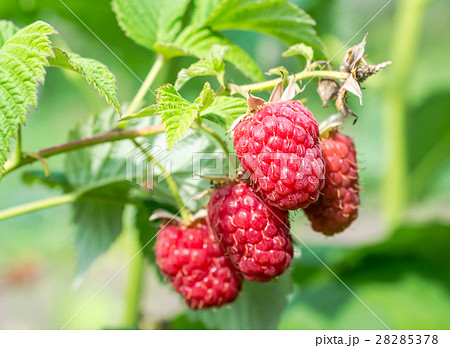 Raspberry Raspberry 28285378