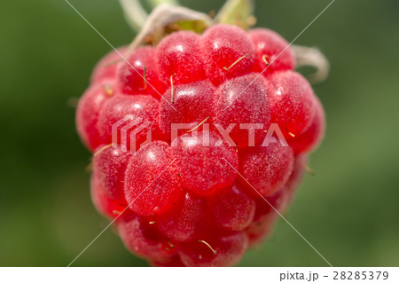 Raspberry Raspberry 28285379