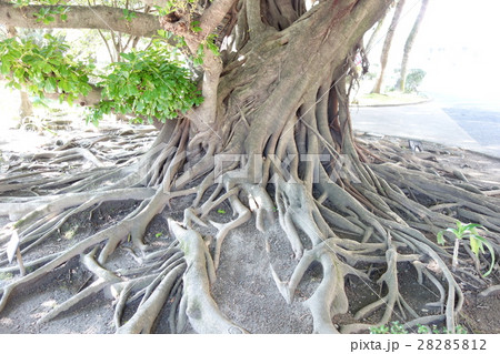 アコウ アコウ 28285812