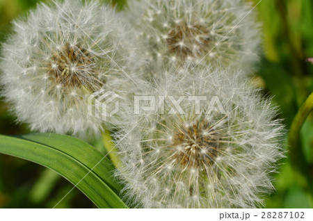 Three fluffy dandelions 28287102