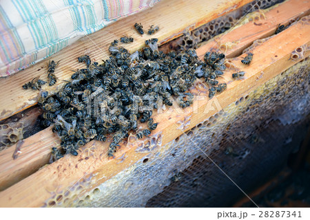 Dead bees in the hive to honey combs. Beekeeping. Dead bees in the hive to honey combs. Beekeeping. 28287341