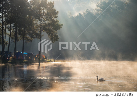 Scenic pine forest sunlight shine on fog 28287598