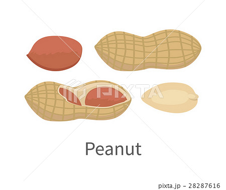 Peanut Vector Illustration in Flat Style Design 28287616