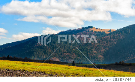 coniferous forest on a mountain slope at sunrise coniferous forest on a mountain slope at sunrise 28287744