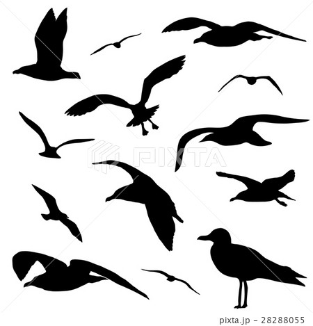 Seagull silhouettes isolated on white background Seagull silhouettes isolated on white background 28288055