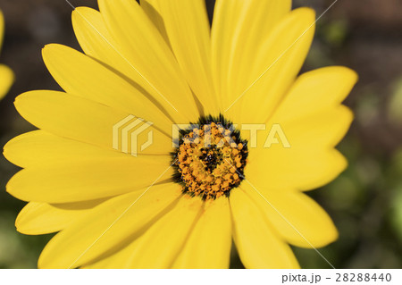 ディモルフォセカ 28288440