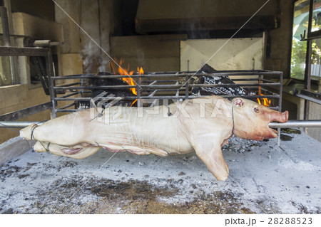 Roasting suckling pig on the broach in the coals 28288523