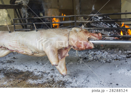 Roasting suckling pig on the broach in the coals 28288524