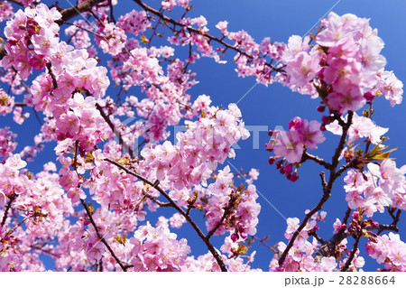 河津桜 小出川 湘南 茅ヶ崎市 河津桜 小出川 湘南 茅ヶ崎市 28288664