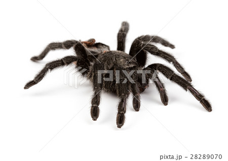 Isolated photo of black spider Isolated photo of black spider 28289070
