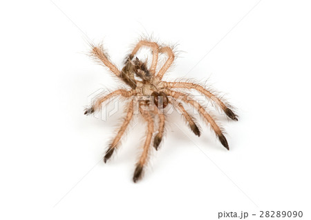 Isolated shoot of brown spider's molt 28289090