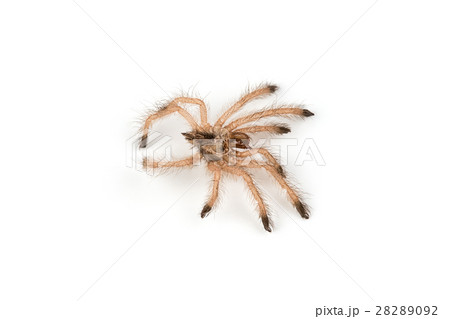 Isolated shoot of spider's molt 28289092