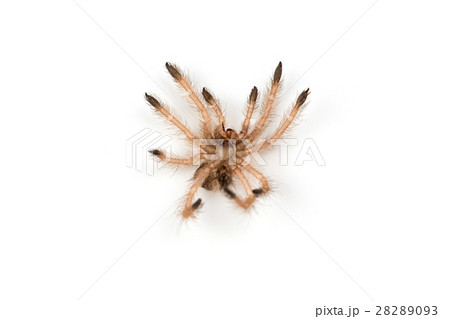 Isolated shoot of spider's moult Isolated shoot of spider's moult 28289093