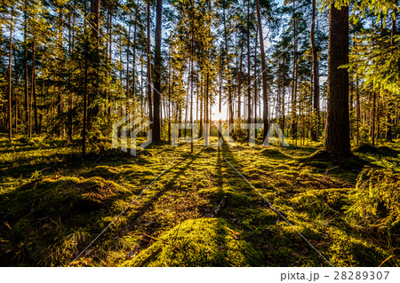 Sunrise in pine forest Sunrise in pine forest 28289307