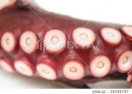 close up of octopus leg 28289787