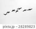 Aerial view of flying ducks 28289823