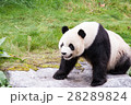 panda in the wild endangered species 28289824