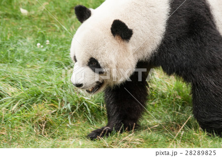 panda in the wild endangered species 28289825