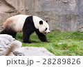 panda in the wild endangered species 28289826