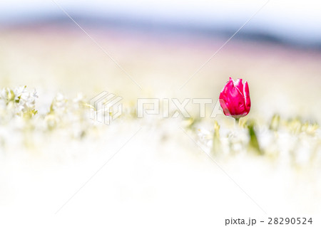 hyacinths with a tulip 28290524