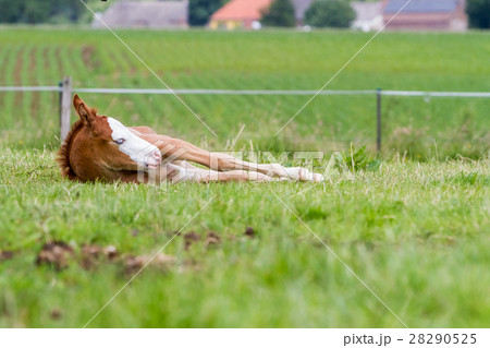 an reclining foal 28290525