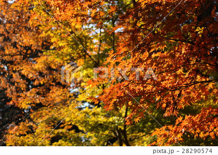 オレンジがかったモミジ 28290574