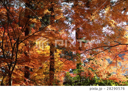 秋の中尊寺の紅葉 28290576