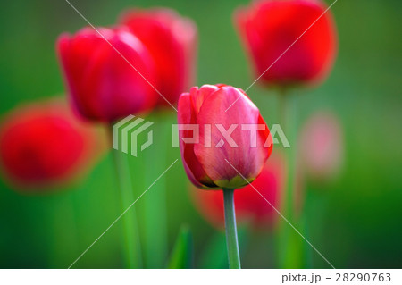 Red tulip flowers 28290763