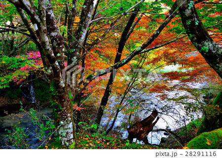 花園渓谷 28291116