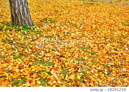 落ち葉 落ち葉 28291239