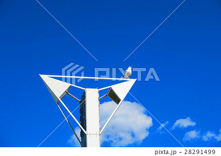 ゆりかもめと青空 28291499