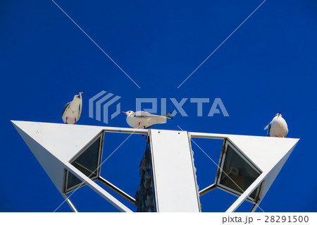 ゆりかもめと青空 28291500