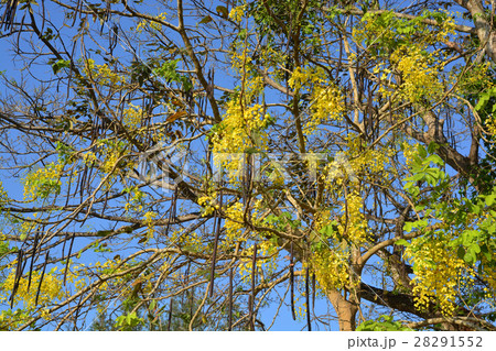 Cassia fistula Linn 28291552
