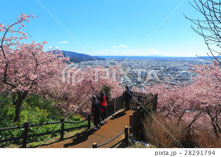松田山 西平畑公園の早咲き桜 28291794
