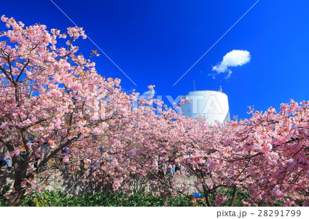 松田山 西平畑公園の早咲き桜とハーブ館 28291799