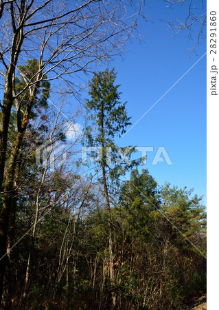 青空に伸びる針葉樹 28291860