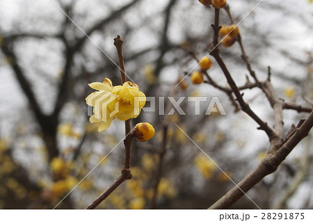 諏訪梅林の蝋梅 28291875