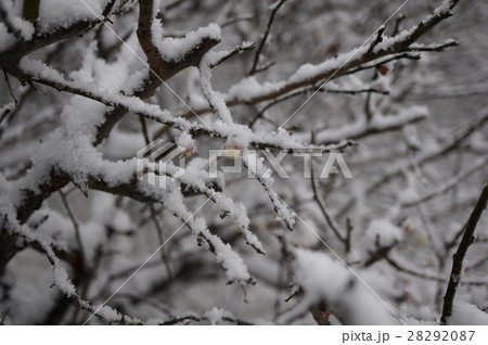 梅の雪景色 梅の雪景色 28292087
