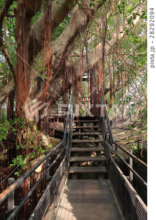 徳記洋行 安平樹屋 台南の写真素材 2994